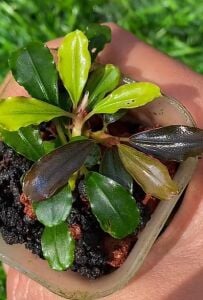 Bucephalandra viona ADET İTHAL