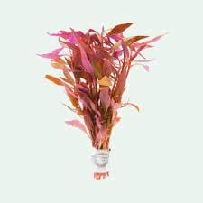 Alternanthera reineckii lilacina İTHAL BUKET ÖN SİPARİŞ