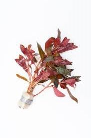 Alternanthera reineckii İTHAL BUKET ÖN SİPARİŞ