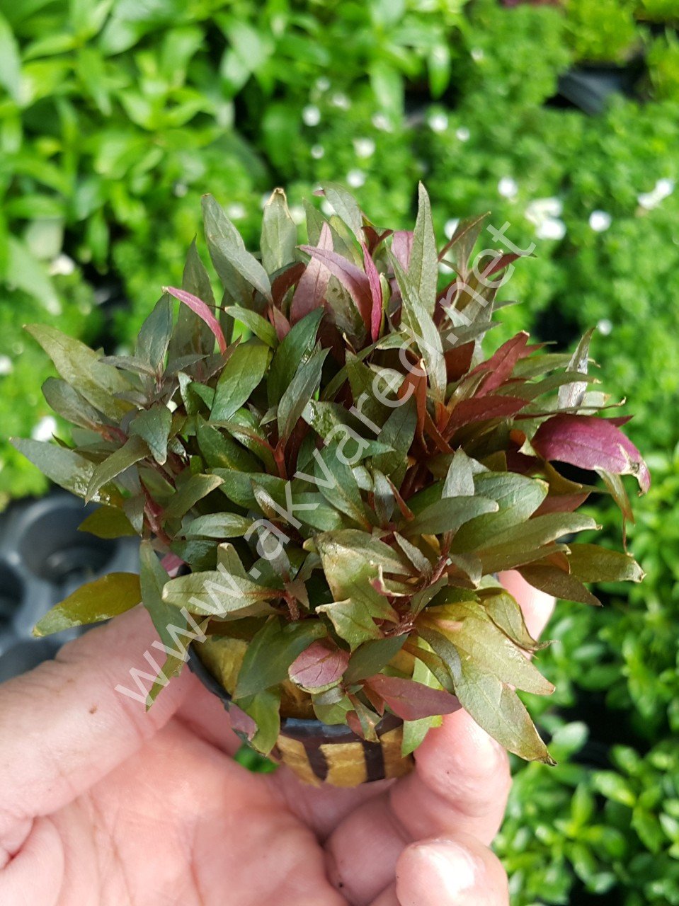 Alternanthera reineckii mini İTHAL ADET ÖN SİPARİŞ