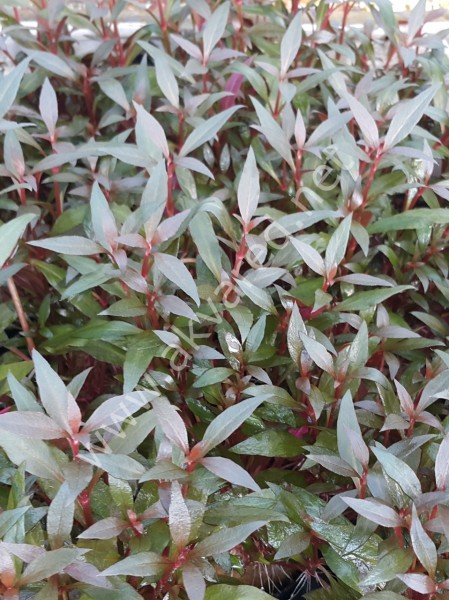 Alternanthera reineckii mini İTHAL ADET ÖN SİPARİŞ