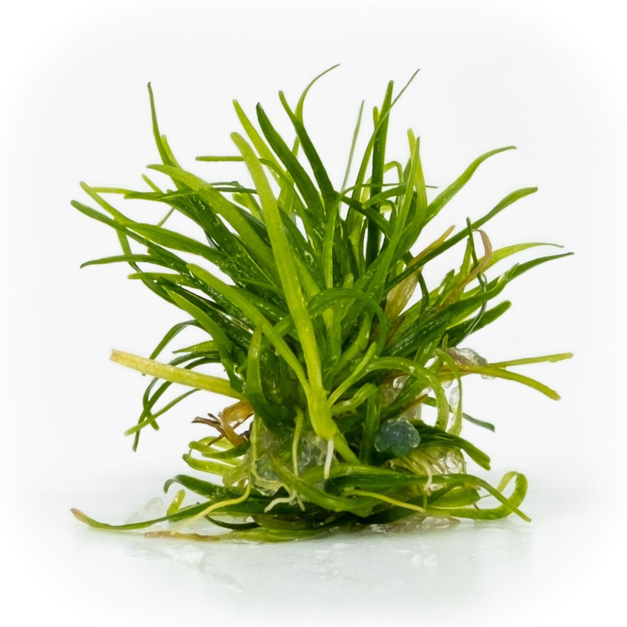 Echinodorus tenellus EXVITRO
