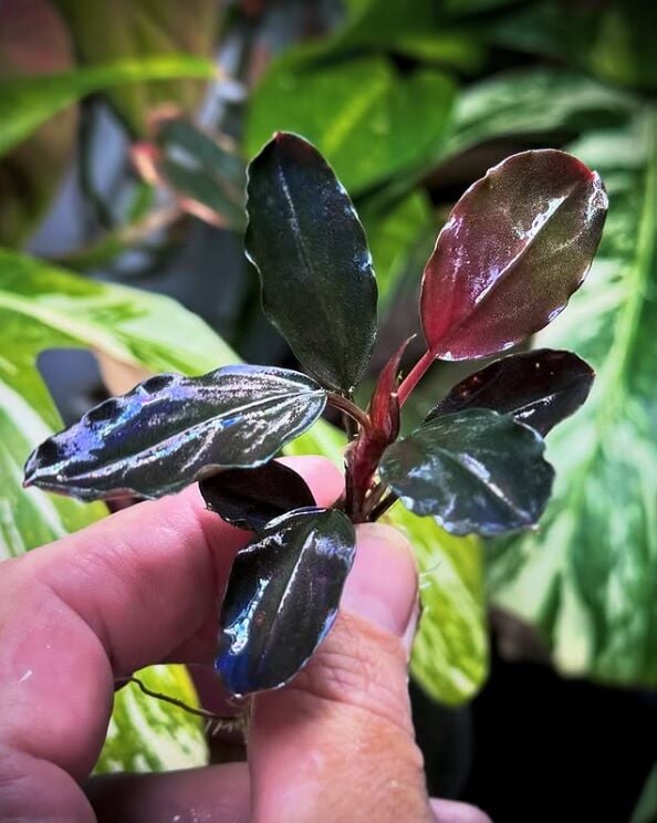 Bucephalandra black rock helena ADET İTHAL