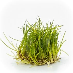 Eleocharis parvula EXVITRO