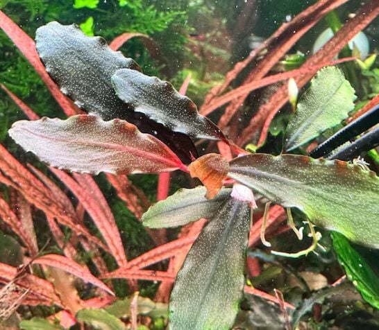 Bucephalandra violet ADET İTHAL