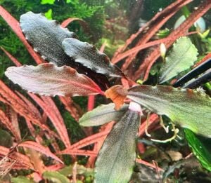 Bucephalandra violet ADET İTHAL