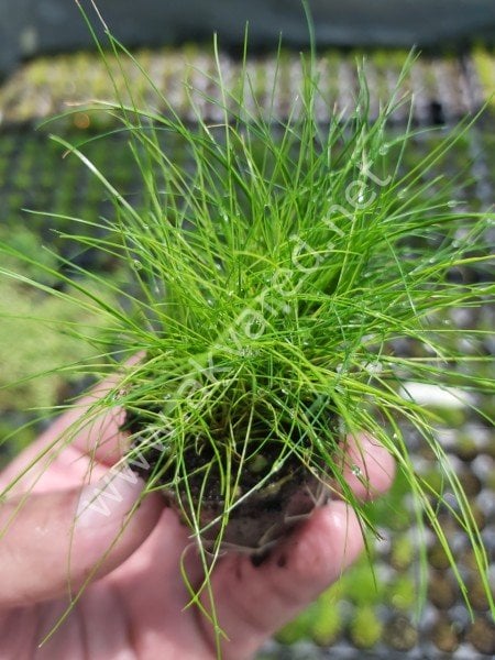 Eleocharis parvula mini SAKSI