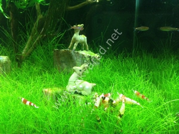 Eleocharis parvula mini SAKSI