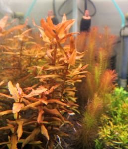 Ammannia senegalensis İTHAL BUKET ÖN SİPARİŞ