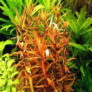 Ammannia senegalensis İTHAL ADET