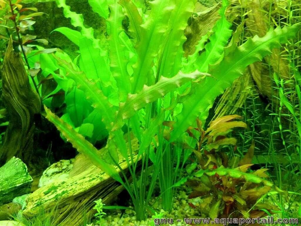 Aponogeton undulatus İTHAL BUKET ÖN SİPARİŞ