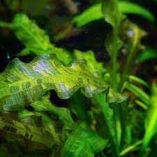 Aponogeton undulatus İTHAL BUKET ÖN SİPARİŞ