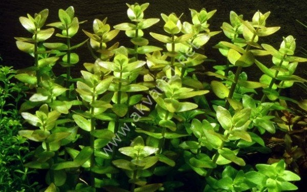 Bacopa caroliniana İTHAL BUKET ÖN SİPARİŞ