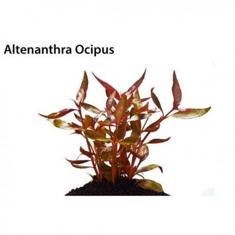 Alternanthera ocipus SAKSI