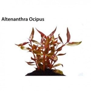 Alternanthera ocipus SAKSI