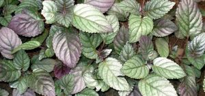 Hemigraphis exotica ADET İTHAL