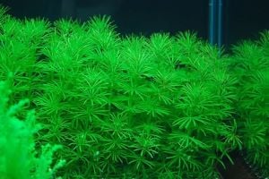Bacopa myriophylloides İTHAL BUKET ÖN SİPARİŞ