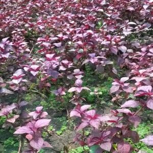 Hemigraphis sp. pink ADET İTHAL