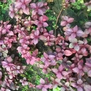 Hemigraphis sp. pink ADET İTHAL