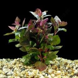 Hemigraphis sp. pink ADET İTHAL