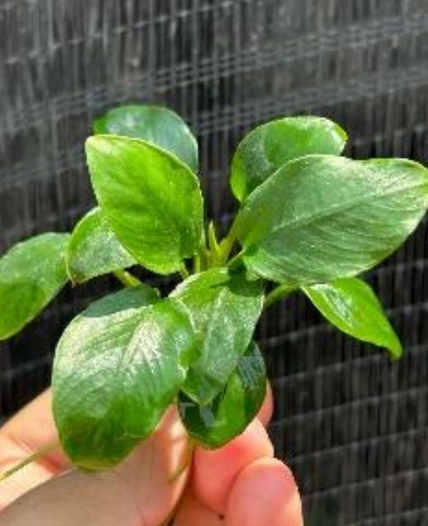 Anubias green panda ADET