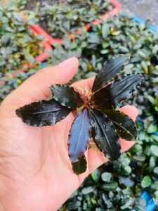 Bucephalandra black venti İTHAL ADET