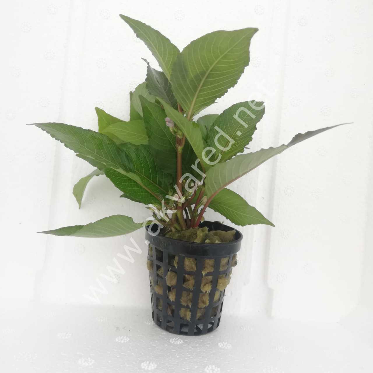 Hygrophila cherry leaf İTHAL BUKET ÖN SİPARİŞ