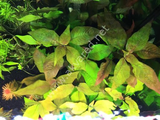 Hygrophila cherry leaf İTHAL BUKET ÖN SİPARİŞ