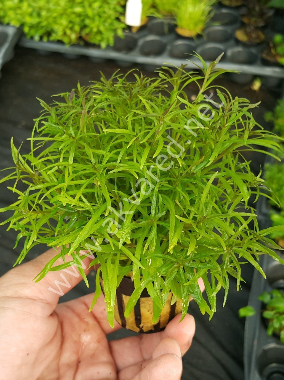 Eustralis stellata İTHAL BUKET