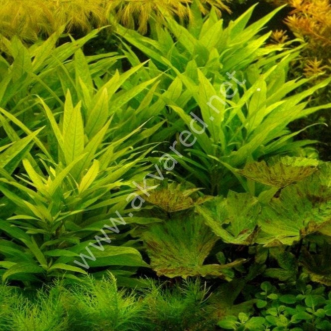 Hygrophila lacustris İTHAL BUKET ÖN SİPARİŞ
