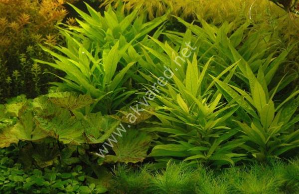 Hygrophila lacustris İTHAL BUKET ÖN SİPARİŞ
