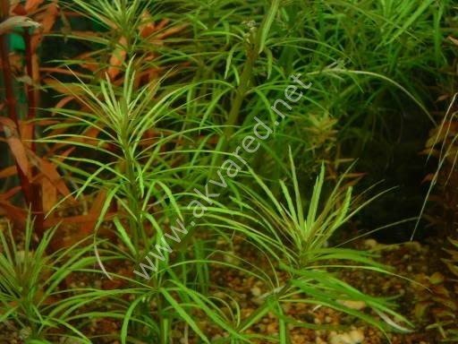 Eustralis stellata EXVITRO