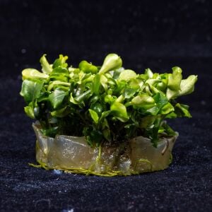 Bucephalandra wavy green SAKSI