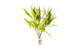 Hygrophila siamensis İTHAL BUKET ÖN SİPARİŞ