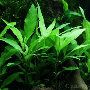 Hygrophila siamensis İTHAL BUKET ÖN SİPARİŞ
