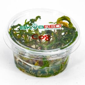 Cryptocoryne crispatula IN VITRO CUP