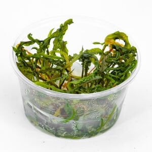 Cryptocoryne crispatula IN VITRO CUP