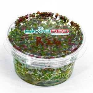 Rotala macrandra narrow leaf IN VITRO CUP