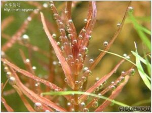 Rotala macrandra narrow leaf IN VITRO CUP