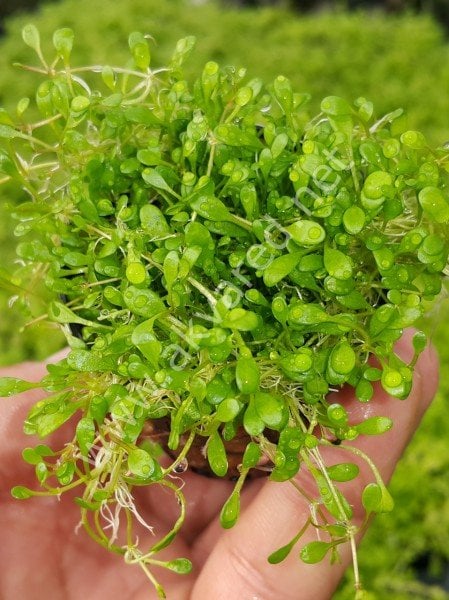 Glossostigma elatinoides İTHAL BUKET