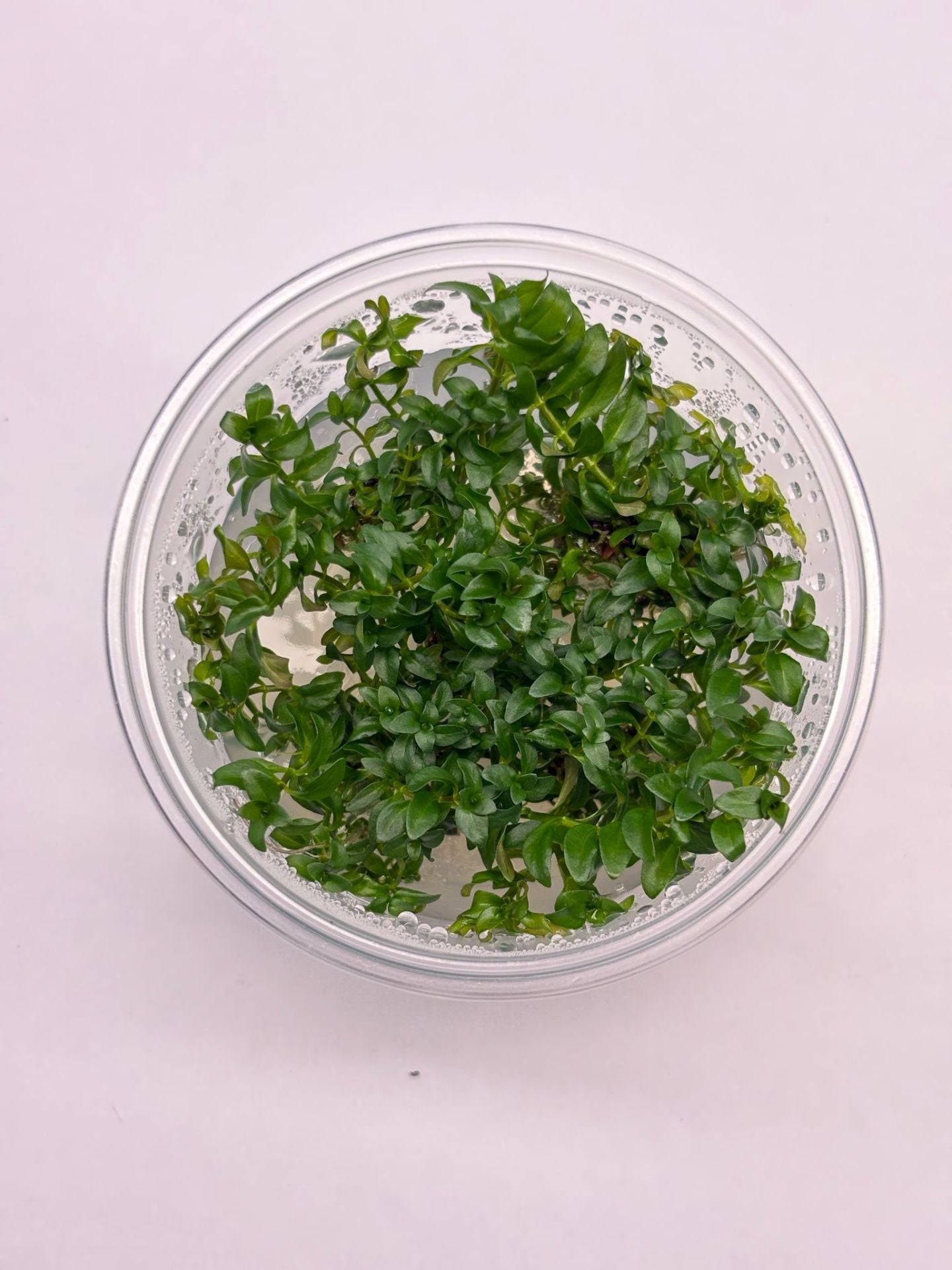 Ludwigia inclinata curly SAKSI