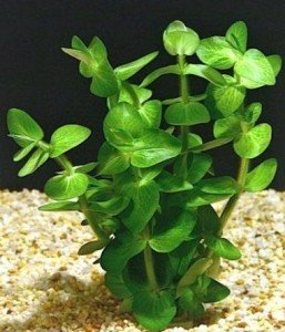 Bacopa lanigera variegated İTHAL BUKET