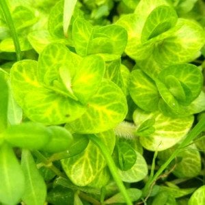 Bacopa lanigera variegated İTHAL BUKET