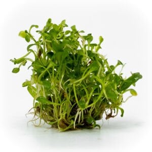 Glossostigma elatinoides EXVITRO