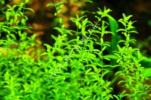 Micranthemum micranthemoides Premium POT