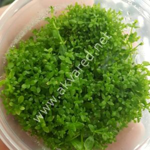 Micranthemum micranthemoides Premium POT