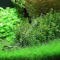 Rotala indica green İTHAL BUKET ÖN SİPARİŞ