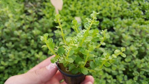 Rotala indica green İTHAL BUKET ÖN SİPARİŞ