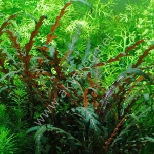 Hygrophila pinnatifida Premium POT