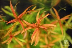 Rotala red cross İTHAL BUKET ÖN SİPARİŞ